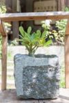 Green Plant In Stone Pot With Sunshie Stock Photo