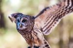 Owls Are The Order Stock Photo