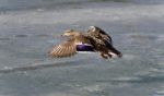 Isolated Image Of A Mallard Landing On Ice Stock Photo