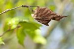 Dry Leaf On Stem Stock Photo