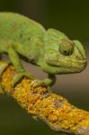 Cute Green Chameleon Stock Photo