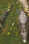 Crocodile Breeding Farm In Siem Reap, Cambodia Stock Photo