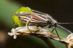 Jumping Tree Bug (horistus Orientalis) Stock Photo