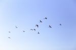 Geese Flying In Blue Spring Sky, V-formation Stock Photo