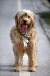 Domestic Dog On The Sideroad Stock Photo