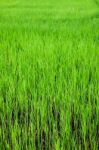 Green Paddy Stock Photo