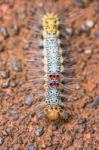 Caterpillar On The Ground Stock Photo