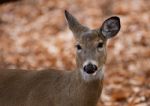 Beautiful Picture Of The Cute Deer In The Forest Stock Photo