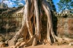 Trees Growing Out Of Ta Prohm Temple, Angkor Wat In Cambodia Stock Photo