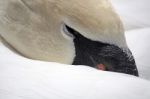 Swan Detail Stock Photo