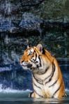 Tiger In The Water Stock Photo