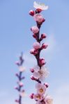 Cherry Blossom With Soft Focus, Sakura Season Background In Spring Stock Photo