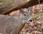 Beautiful Image With A Cute Deer In The Forest Stock Photo