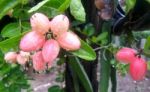 Carunda Or Karonda  (bengal-currants) Pink Fruit On Tree In The Garden.fruit For Health And High Vitamin Stock Photo