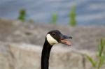 Interesting Tonque Of The Cackling Goose With The Teeth On It Stock Photo