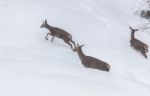 Deer In The Snow! Stock Photo