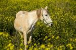 White Horse On A Landscape Field Of Yellow Flowers Stock Photo