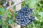 Ripe Grapes Hanging On Tree Display In Food Festival Stock Photo