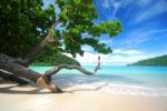 Trees On Beach Stock Photo