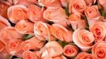 Light Orange Color Roses Stock Photo