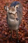 Deer Stock Photo