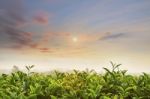 Tea Field At Chiangrai Thailand Stock Photo