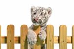 White Bengal Tiger Stock Photo