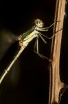 Southern Emerald Damselfly (lestes Barbarus) Insect Stock Photo