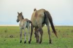 Portrait Of Freedom Horse Pony In Natural Wide Meadow Stock Photo