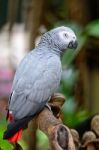 African Grey Parrot Stock Photo