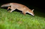 Wild Red Fox Stock Photo