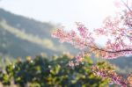 Close-up Cherry Blossom With Blue Sky Background Thai Sakura Blo Stock Photo