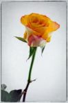 Close-up Of A Single Orange Rose Stem And Flower Stock Photo