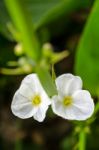 White Flower Of Creeping Burhead Stock Photo