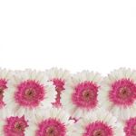 Gerbera Flower Stock Photo