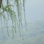 Chinese Willow Tree Stock Photo