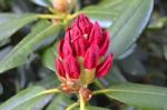 Flowers Rhododendron Stock Photo