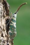 Lantern Fly Stock Photo