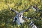 Black And White Goat In A Pasture Stock Photo