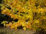 Acer Soccharinum Tree In Autumn Stock Photo