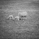 Sheep On The Farm During The Day Stock Photo