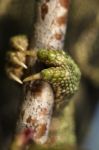 Cute Green Chameleon Stock Photo