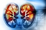 Human Kidney Cross Section Stock Photo