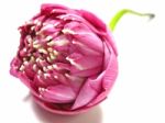 Pink Lotus On White Background Stock Photo