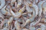 Shrimps Stock Photo