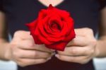 Hand Of Woman Give A Red Rose. Valentine's Day Stock Photo