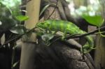 The European Green Lizard Stock Photo