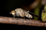 Heleomyzid Fly Stock Photo