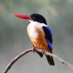 Black-capped Kingfisher Stock Photo