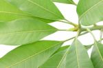 Young Treetop Of Mango Leaf On White Background Stock Photo